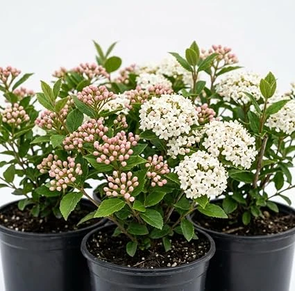 Pack of 2 Judd Viburnum Live Shrub Plant 6-12in Tall, Fragrant White Blooms, Outdoor - Image 3