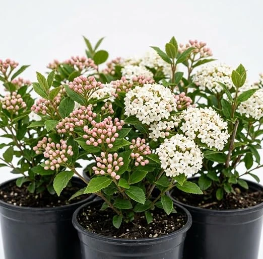 Pack of 2 Judd Viburnum Live Shrub Plant 6-12in Tall, Fragrant White Blooms, Outdoor - Image 5