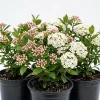 Pack of 2 Judd Viburnum Live Shrub Plant 6-12in Tall, Fragrant White Blooms, Outdoor - Image 1