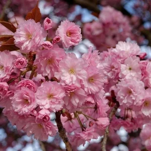 Pack of 2 Kwanzan Flowering Cherry Trees Live Plant, 6-12