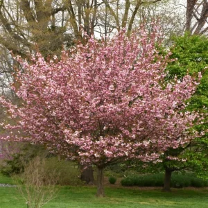 Pack of 2 Kwanzan Flowering Cherry Trees Live Plant, 6-12