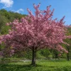 Pack of 2 Kwanzan Flowering Cherry Trees Live Plant - Double Pink Blooms, 6-12" Tall Outdoor Ornamental Tree - Image 1
