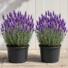 Pack of 2 Lavender Plants Live, 1 Gallon Pot, Fragrant Perennial Herb for Outdoor Garden - Image 1