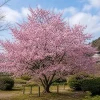 Pack of 2 Okame Flowering Cherry Trees Live Plant, Rosy Pink Blossoms, 6-12" Tall, Outdoor Ornamental - Image 1