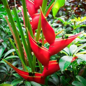 Pack of 2 Red Heliconia Rhizomes - Tropical Live Plant - 6-8 Inch Long Bare Root - Image 4