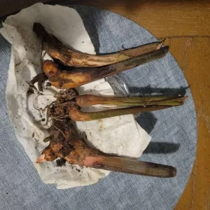 Pack of 2 Red Heliconia Rhizomes - Tropical Live Plant - 6-8 Inch Long Bare Root - Image 5