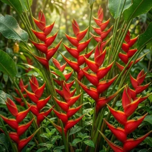 Pack of 2 Red Heliconia Rhizomes - Tropical Live Plant - 6-8 Inch Long Bare Root - Image 7