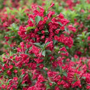 Pack of 2 Ruby Red Weigela Live Plant – Reblooming Shrub, 6-12 Inch Tall, 4 Inch Pot, Outdoor - Image 3
