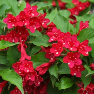 Pack of 2 Ruby Red Weigela Live Plant – Reblooming Shrub, 6-12 Inch Tall, 4 Inch Pot, Outdoor - Image 5