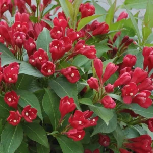Pack of 2 Ruby Red Weigela Live Plant – Reblooming Shrub, 6-12 Inch Tall, 4 Inch Pot, Outdoor - Image 6