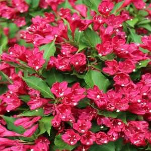 Pack of 2 Ruby Red Weigela Live Plant – Reblooming Shrub, 6-12 Inch Tall, 4 Inch Pot, Outdoor - Image 7