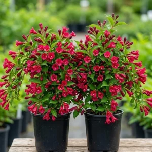 Pack of 2 Ruby Red Weigela Live Plant – Reblooming Shrub, 6-12 Inch Tall, 4 Inch Pot, Outdoor - Image 1