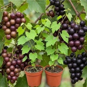 Pack of 2 Sweet Muscadine Grape Vine Live Plant, 4 Inch Pot, Outdoor Climbing Fruit - Image 1