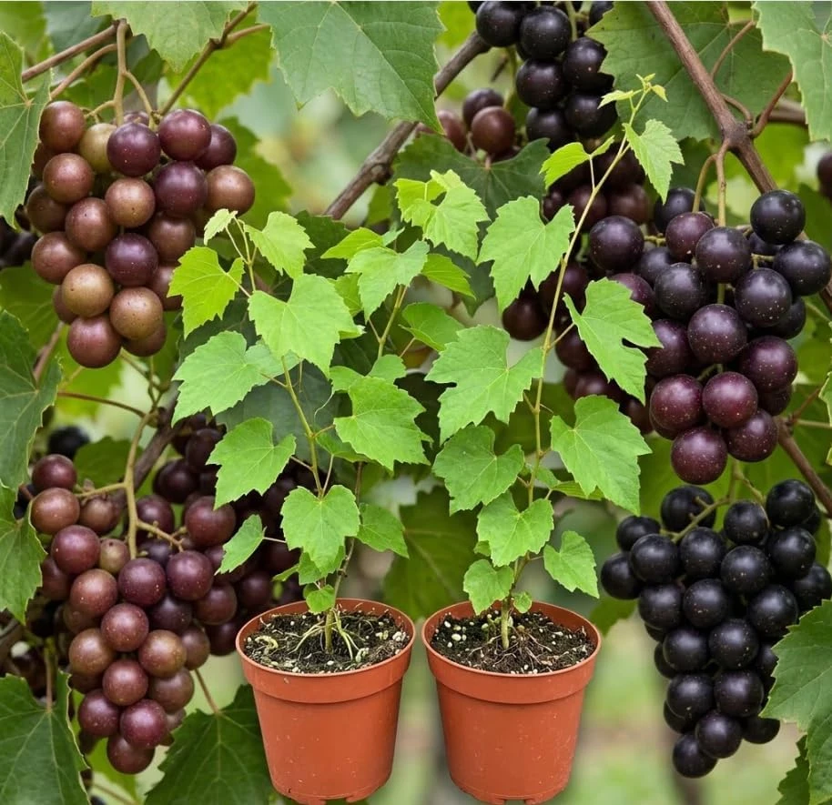 Pack of 2 Sweet Muscadine Grape Vine Live Plant, 4 Inch Pot, Outdoor Climbing Fruit - Image 1