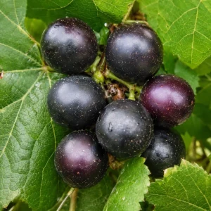 Pack of 2 Sweet Muscadine Grape Vine Live Plant, 4 Inch Pot, Outdoor Climbing Fruit - Image 2