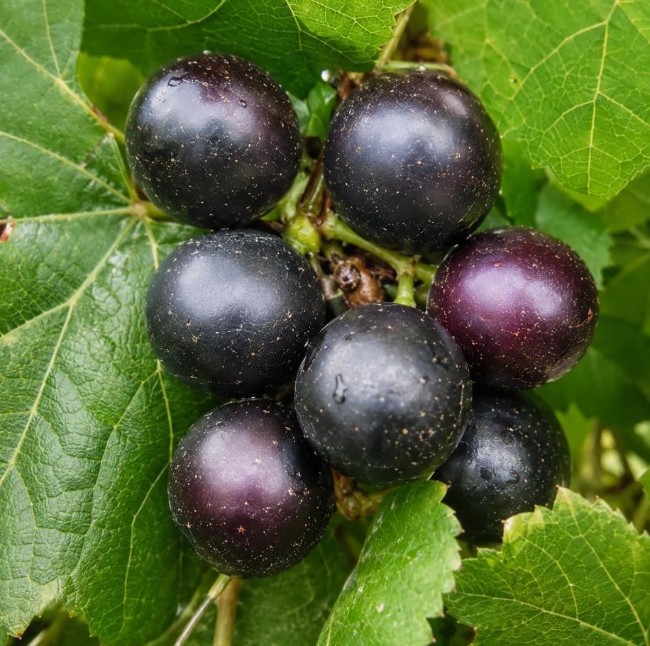 Pack of 2 Sweet Muscadine Grape Vine Live Plant, 4 Inch Pot, Outdoor Climbing Fruit - Image 2