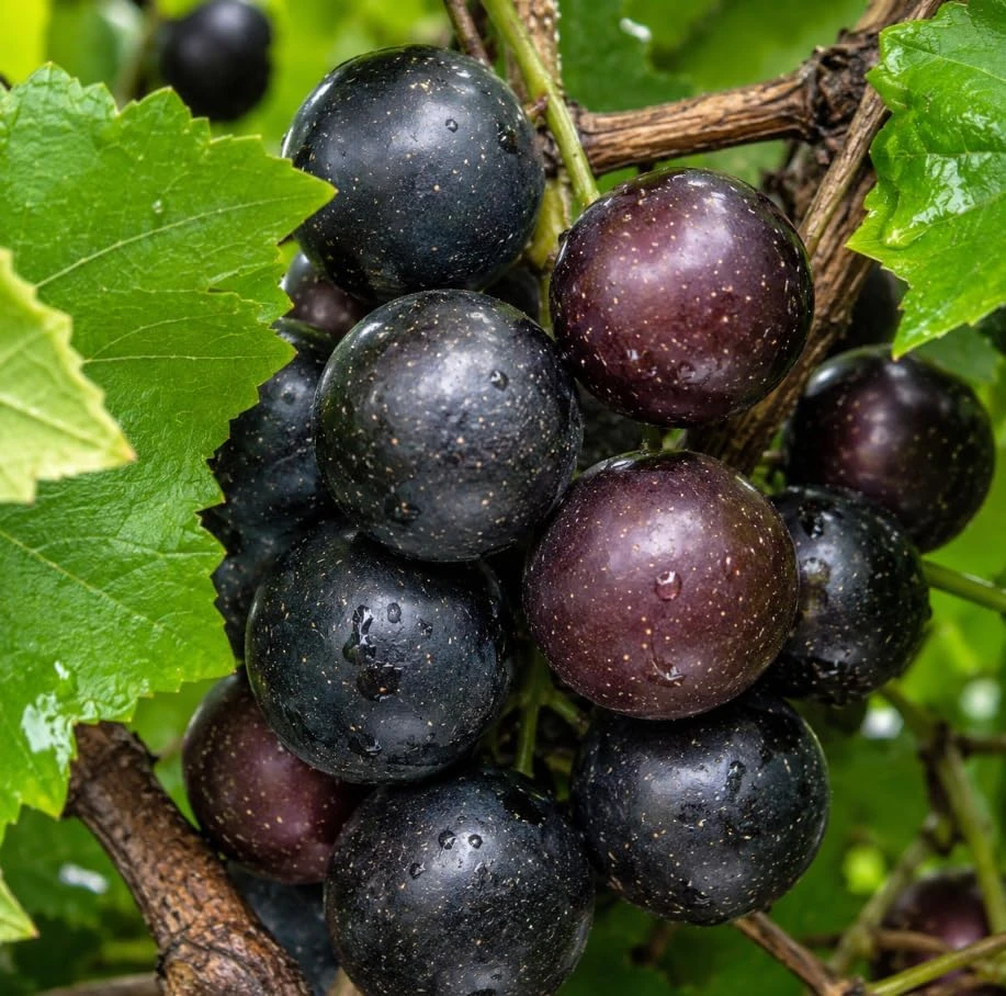 Pack of 2 Sweet Muscadine Grape Vine Live Plant, 4 Inch Pot, Outdoor Climbing Fruit - Image 3