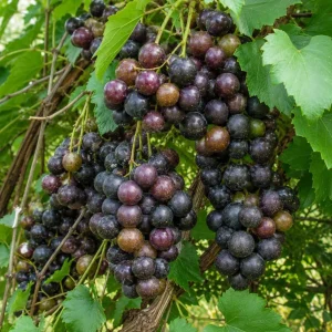 Pack of 2 Sweet Muscadine Grape Vine Live Plant, 4 Inch Pot, Outdoor Climbing Fruit - Image 4