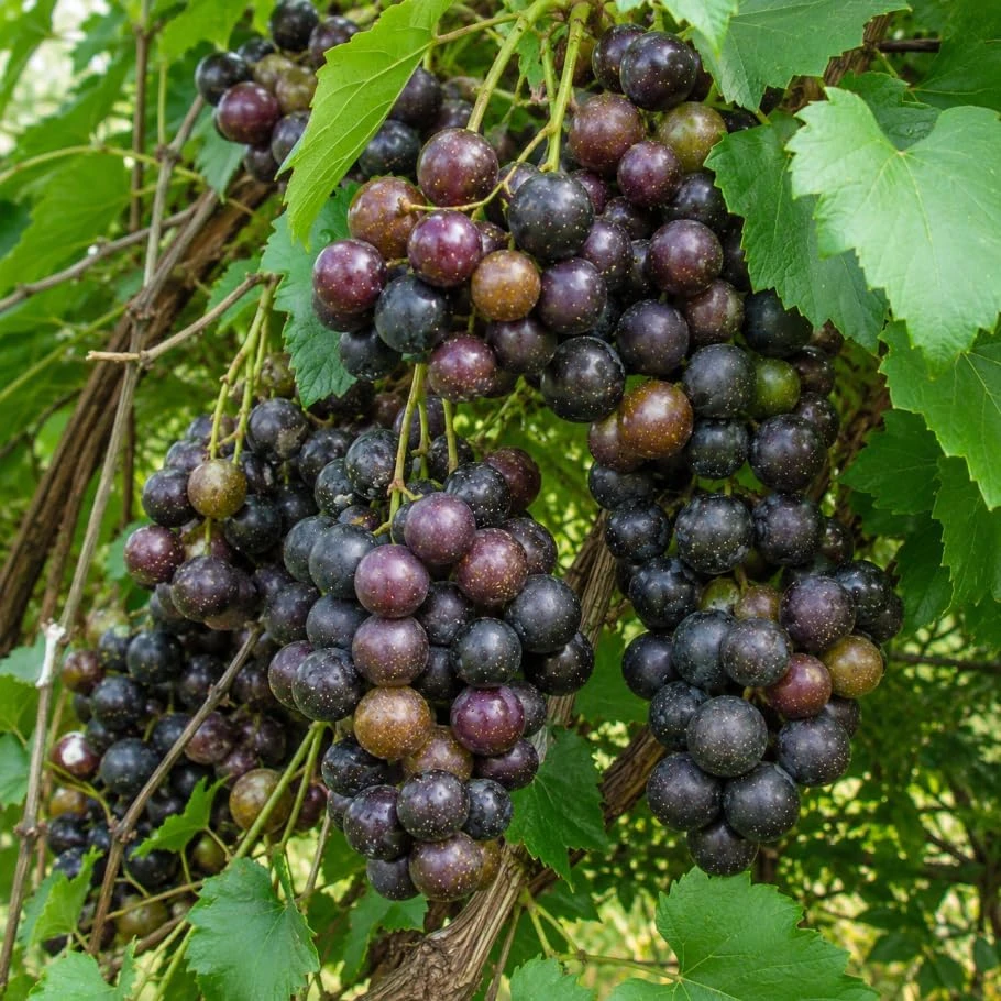 Pack of 2 Sweet Muscadine Grape Vine Live Plant, 4 Inch Pot, Outdoor Climbing Fruit - Image 4