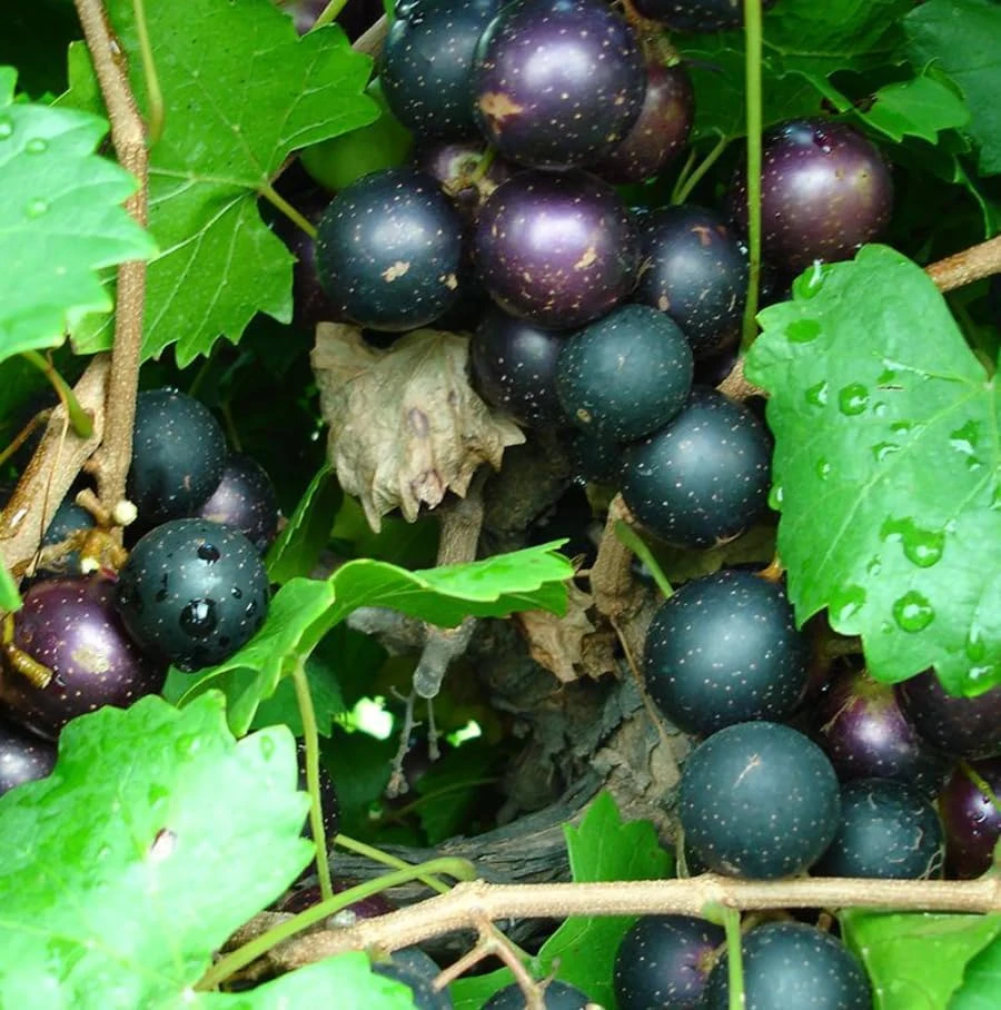 Pack of 2 Sweet Muscadine Grape Vine Live Plant, 4 Inch Pot, Outdoor Climbing Fruit - Image 6