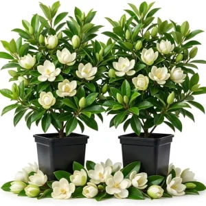 Pack of 2 Sweetbay Magnolia Live Plants, 9-18" Tall, Qt Pot, Fragrant White Flowers, Outdoor Shrub/Tree - Image 1