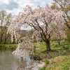 Pack of 2 Weeping Cherry Tree Live Plants, White Blooms, 6-12" Tall Outdoor - Image 1