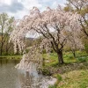 Pack of 2 Weeping Cherry Trees Live Plant, White Blooms, 6-12" Tall Outdoor - Image 1