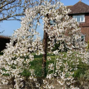 Pack of 2 Weeping Cherry Trees Live Plant, White Blooms, 6-12