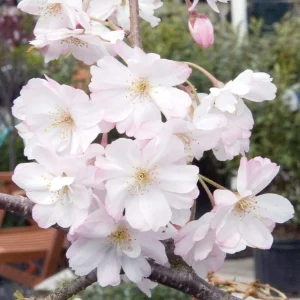 Pack of 2 Weeping Cherry Trees Live Plant, White Blooms, 6-12