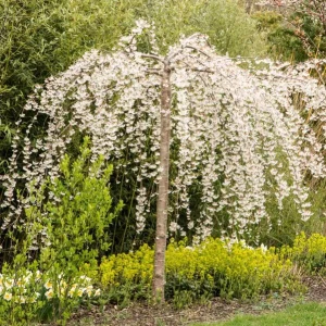 Pack of 2 Weeping Cherry Trees Live Plant, White Blooms, 6-12
