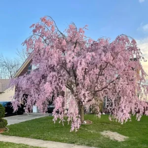 Pack of 2 Weeping Cherry Trees Live Plant, White Blooms, 6-12
