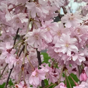Pack of 2 Weeping Cherry Trees Live Plant, White Blooms, 6-12