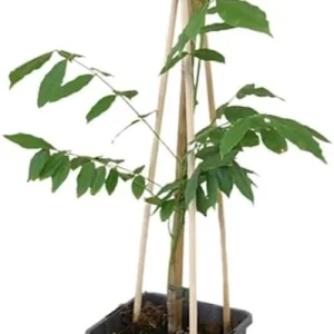 Pack of 2 Wisteria Live Plants - Fragrant Blue Climbing Shrub, 7-14" Tall in 2.5" Pot, Outdoor - Image 2