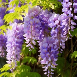 Pack of 2 Wisteria Live Plants - Fragrant Blue Climbing Shrub, 7-14