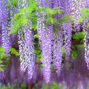 Pack of 2 Wisteria Live Plants - Fragrant Blue Climbing Shrub, 7-14