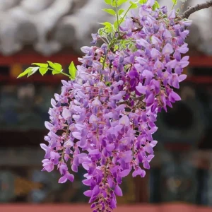 Pack of 2 Wisteria Live Plants - Fragrant Blue Climbing Shrub, 7-14