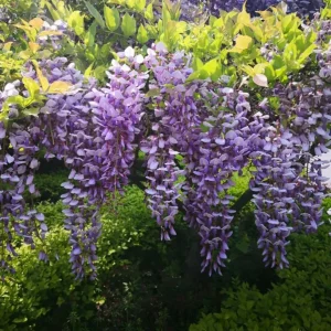 Pack of 2 Wisteria Live Plants - Fragrant Blue Climbing Shrub, 7-14