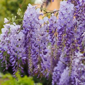 Pack of 2 Wisteria Live Plants - Fragrant Blue Climbing Shrub, 7-14