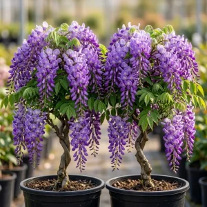 Pack of 2 Wisteria Live Plants - Fragrant Blue Climbing Shrub, 7-14" Tall in 2.5" Pot, Outdoor - Image 1