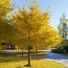 Pack of 2 Yellow Ginkgo Tree Live Plant 8-12" Tall, Quart Pot, Hardy Deciduous - Image 1