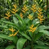Pack of 2 Yellow Heliconia Rhizomes – Upright Bird of Paradise Tropical Plant, 6-8 Inches Long - Image 1
