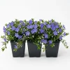 Pack of 3 Blue Vinca Plants - Live Ground Cover, Creeping Myrtle, 6-12" Tall, 4" Pot, Outdoor - Image 1