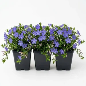 Pack of 3 Blue Vinca Plants - Live Ground Cover, Creeping Myrtle, 6-12" Tall, 4" Pot, Outdoor - Image 1