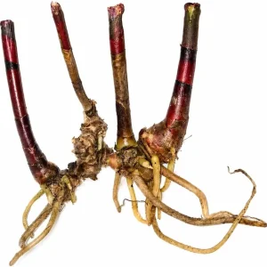 Pack of 3 Fresh Insulin Plant Roots - Rare Herbal Bare Root Plant, 5 Inches Long - Image 2
