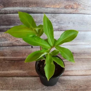 Pack of 3 Fresh Insulin Plant Roots - Rare Herbal Bare Root Plant, 5 Inches Long - Image 3