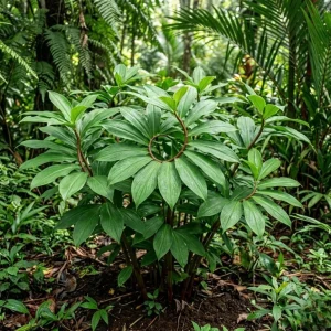 Pack of 3 Fresh Insulin Plant Roots - Rare Herbal Bare Root Plant, 5 Inches Long - Image 4