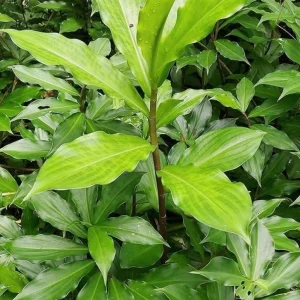 Pack of 3 Fresh Insulin Plant Roots - Rare Herbal Bare Root Plant, 5 Inches Long - Image 5