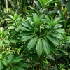 Pack of 3 Fresh Insulin Plant Roots - Rare Herbal Bare Root Plant, 5 Inches Long - Image 1