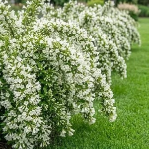 Pack of 3 Reblooming White Weigela Shrub Live Plants, 6-12 Inch Tall, 4 Inch Pot, Outdoor - Image 1