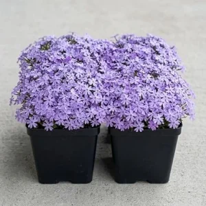Pack of 4 Creeping Phlox Live Plants, Blue Ground Cover, 4